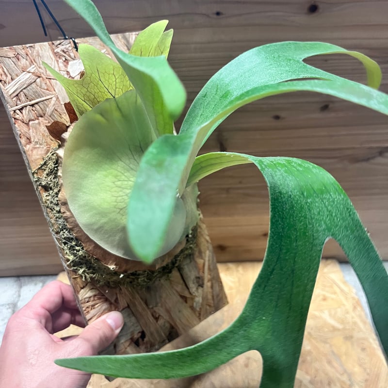 確認用Limpさま専用ビカクシダ色々 確認用Limpさま専用ビカクシダ色々 確認用Limpさま専用ビカクシダ色々