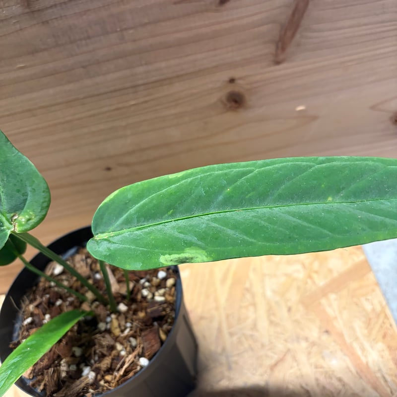 Anthurium panamense アンスリウムパナメンセ アンスリウム パナメンセ | GREEN LUCK