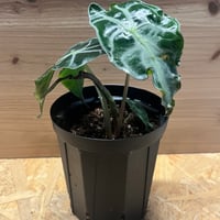 希少 フィロデンドロン ホルトニアナム 超希少❗️サイズ大❗️フィロデンドロン ホルトニアナム