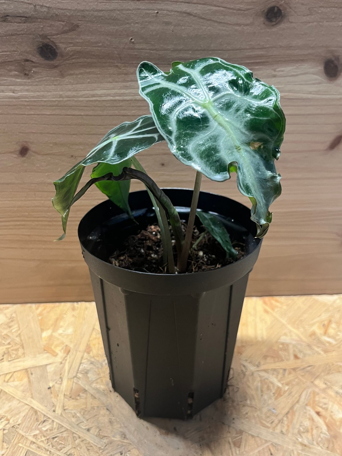 アロカシア ベノム | GREEN LUCK