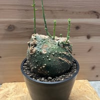 フィロボルス テヌイフロルス | GREEN LUCK