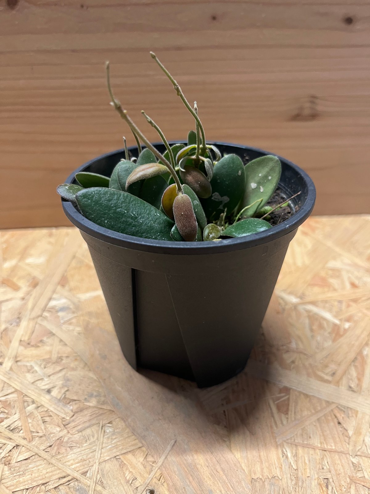 manbororoさん専用＊ホヤ ＊Hoya ＊ Padang manbororoさん専用＊ホヤ ＊Hoya ＊ Padang