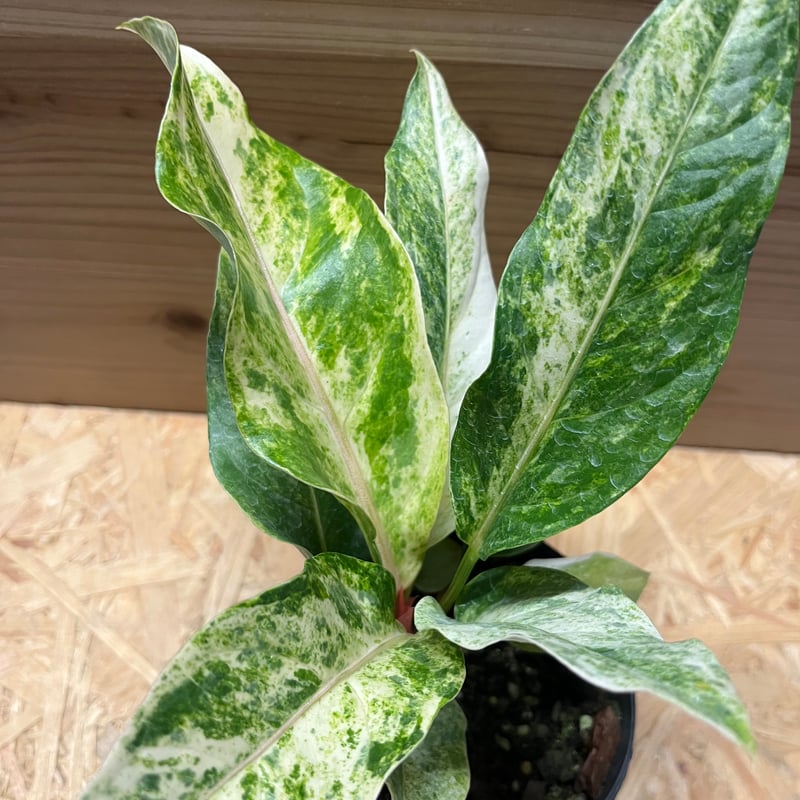 アンスリウム ジャングルブッシュ 斑入り | GREEN LUCK