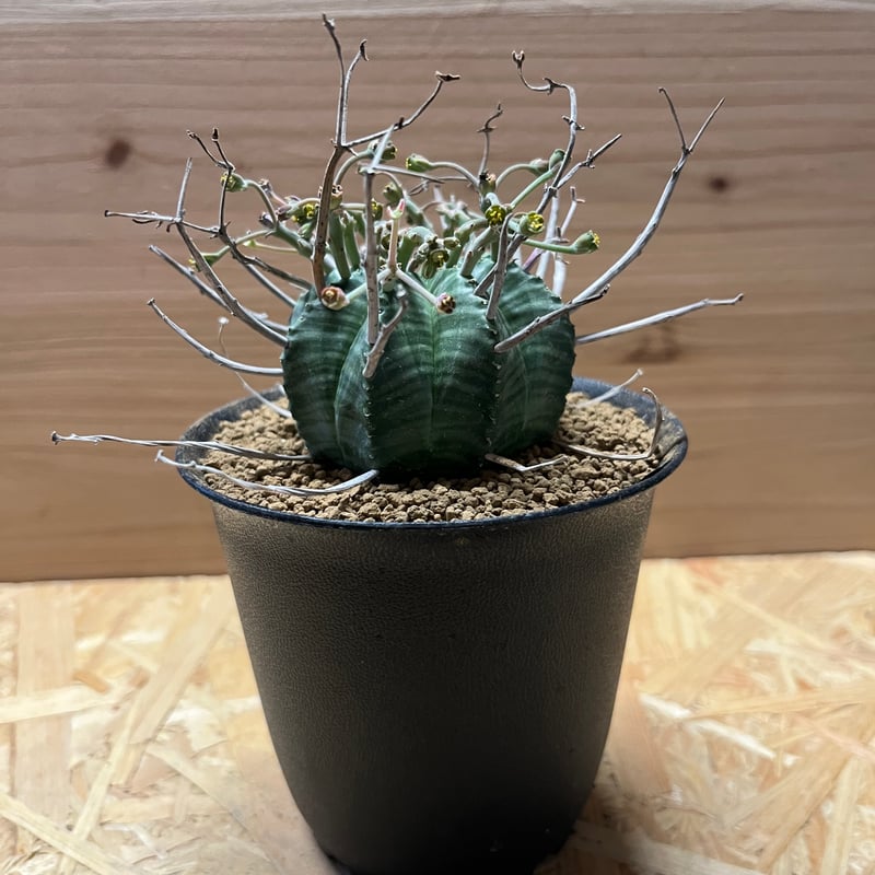 ユーフォルビア スーパーバリダ 雄株 | GREEN LUCK