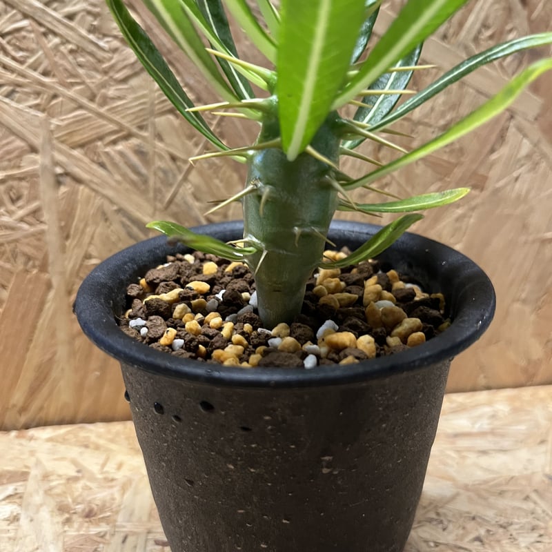 アンボンゲンセ　セット販売　発根済み パキポディウムアンボンゲンセ | STORES