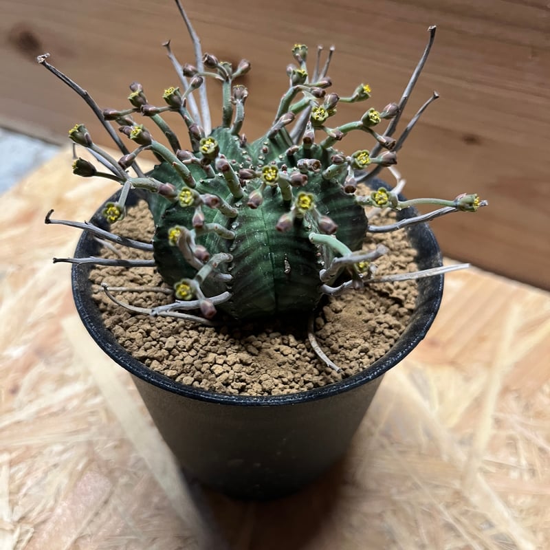 ユーフォルビア スーパーバリダ 雄株 | GREEN LUCK