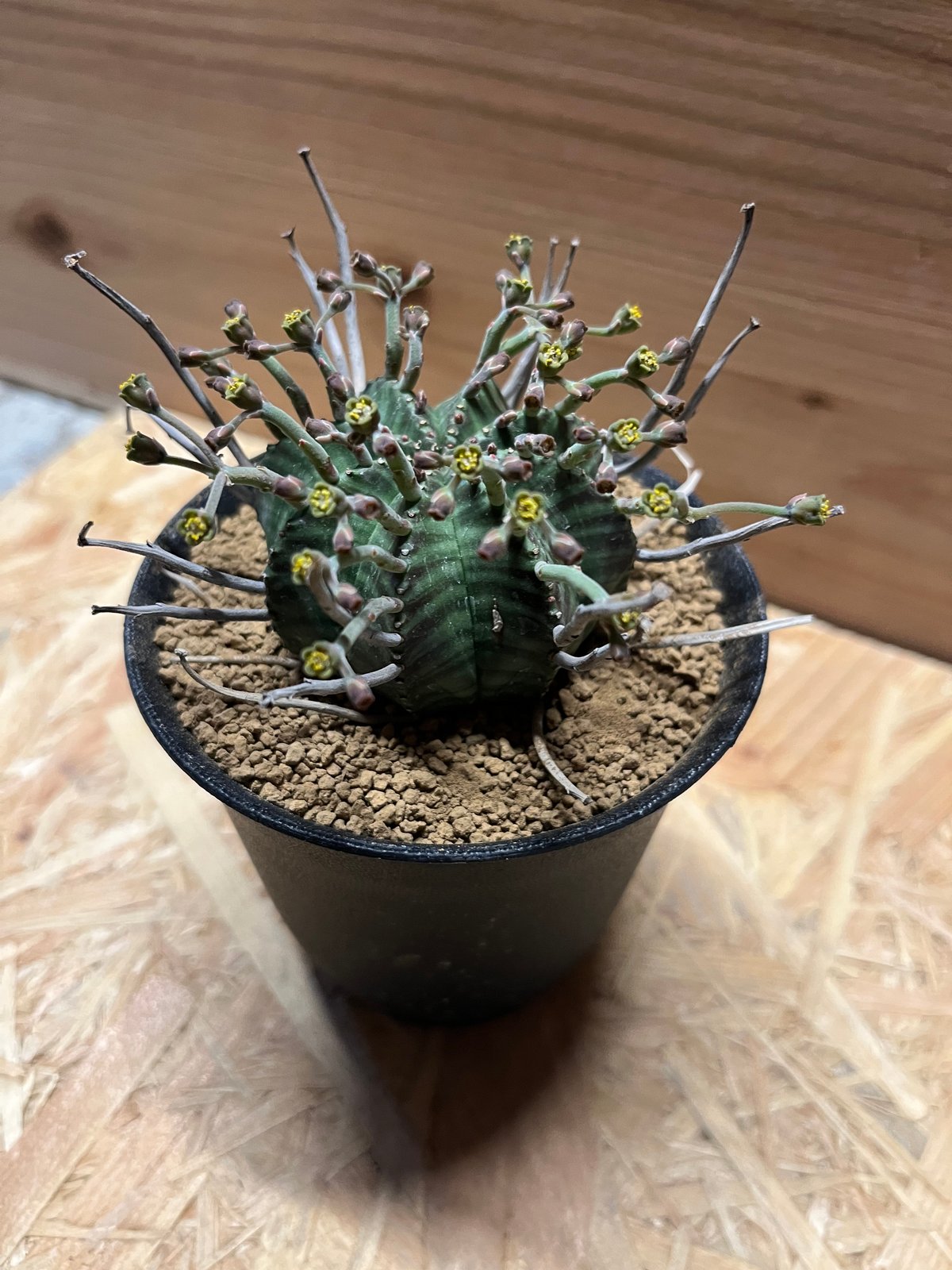 ユーフォルビア スーパーバリダ 雄株 | GREEN LUCK