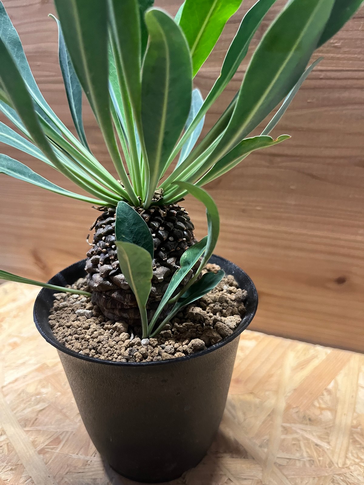 ユーフォルビア 鉄甲丸 ユーフォルビア鉄甲丸の基本情報・育て方｜多肉植物・サボテン