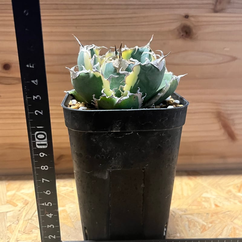 アガべ チタノタ '白鯨錦' | GREEN LUCK