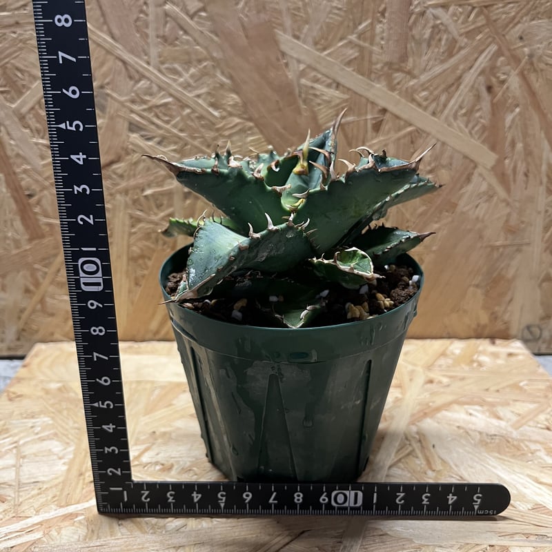 アガベ チタノタ ソーラーエクリプス 夕映巌竜 | GREEN LUCK