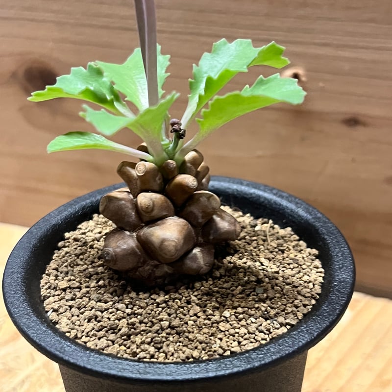 オトンナ ヘレー | GREEN LUCK