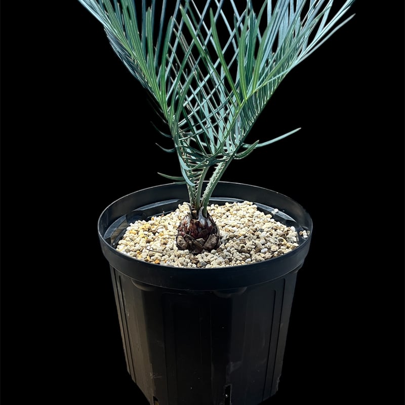 サイカス　コッツシアーナ サイカス コッツシアーナ/オーストラリア産/赤肌/レアな品種 サイカス