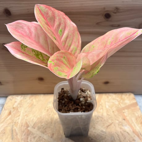 aglaonema | STORES