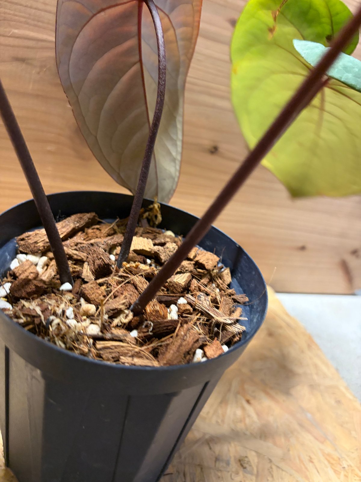 アンスリウム クライン（）美株 新葉あり ベルベット系 観葉植物 アンスリウム クライン（）美株 新葉あり ベルベット系 観葉植物