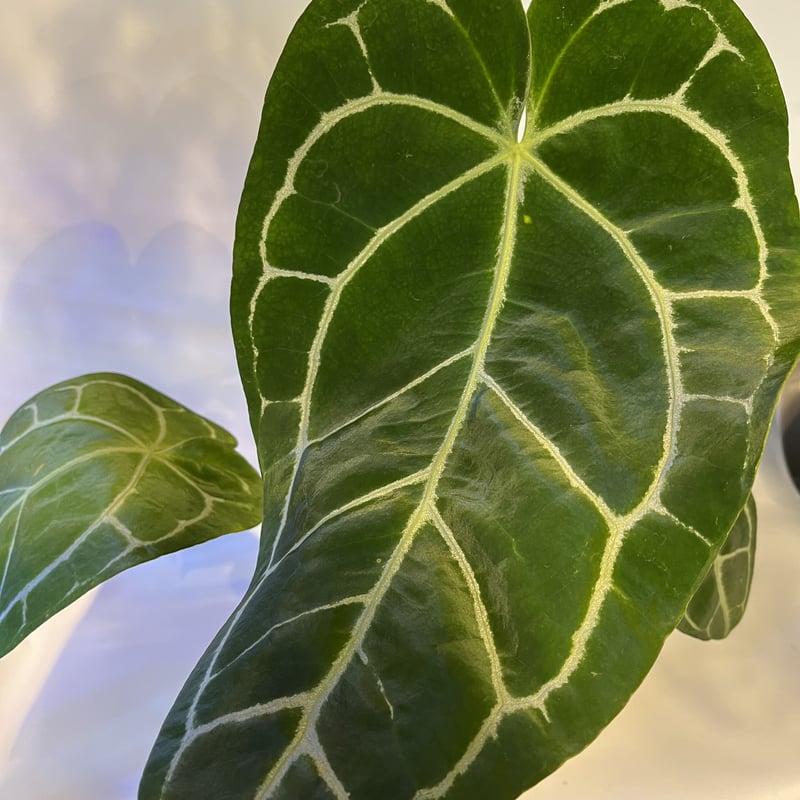 アンスリウム クリスタリナム | GREEN LUCK