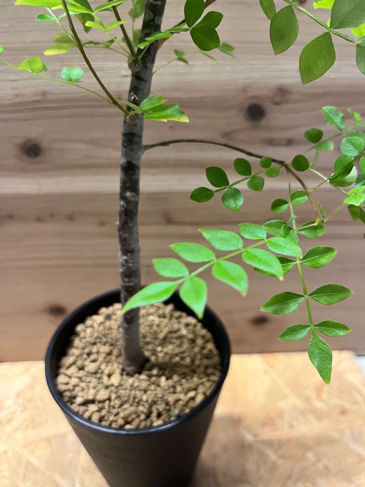 オペルクリカリア ボレアリス | GREEN LUCK