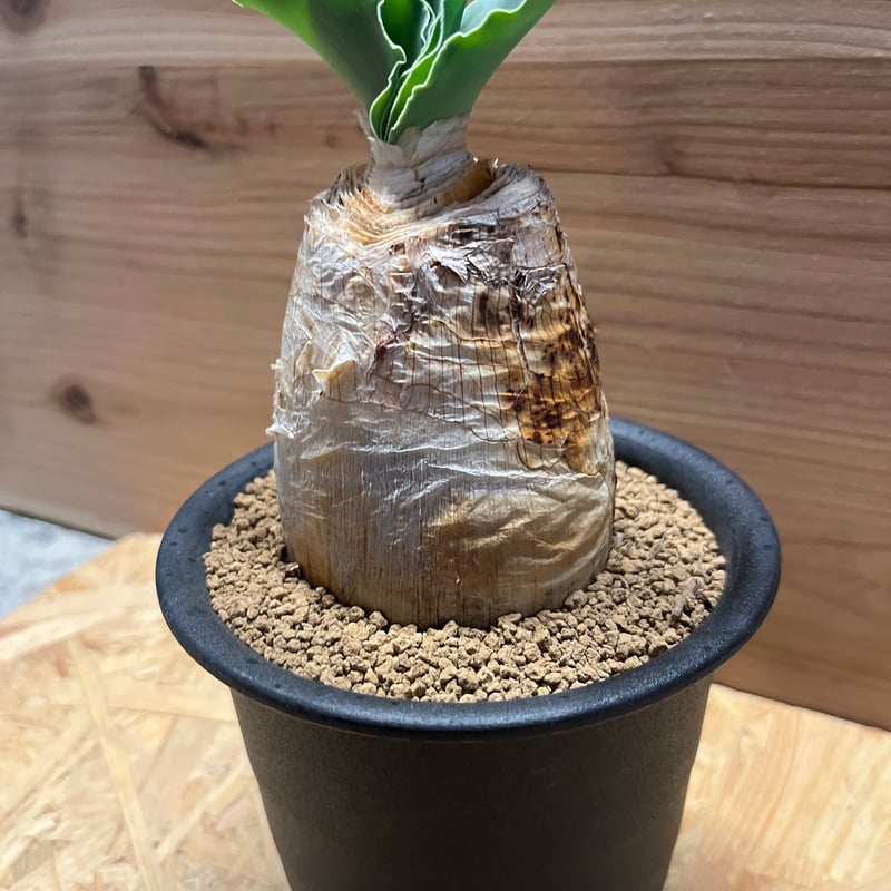 M様専用 ブーファン ハエマンソイデス | GREEN LUCK