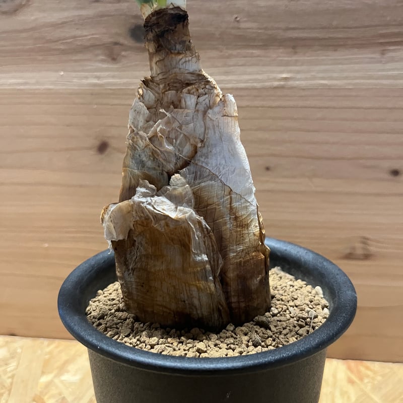 ブーファン ハエマンソイデス | GREEN LUCK