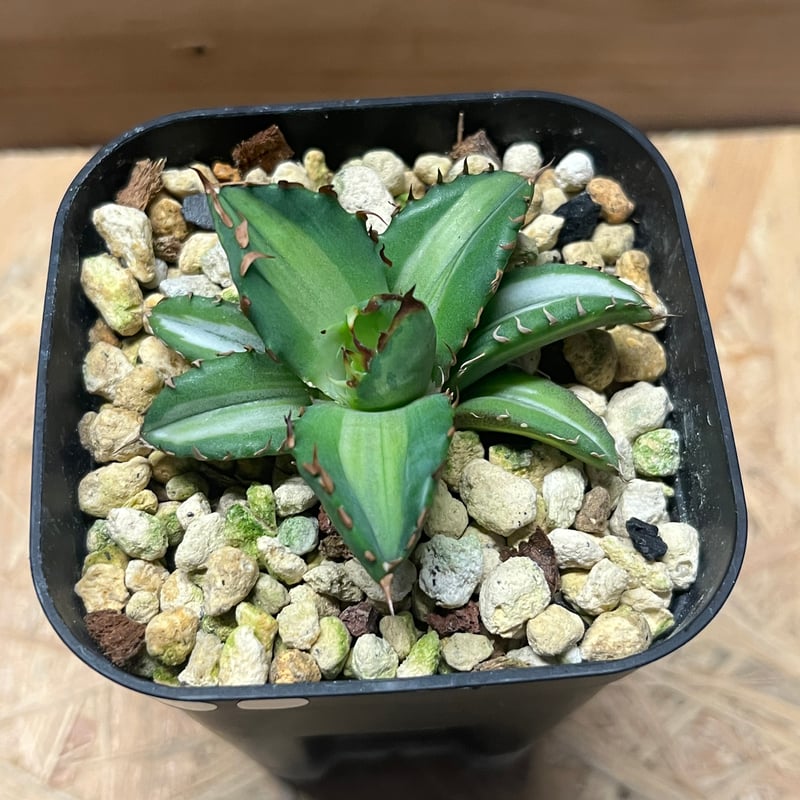 アガベ チタノタ 姫厳竜 白中斑 | GREEN LUCK