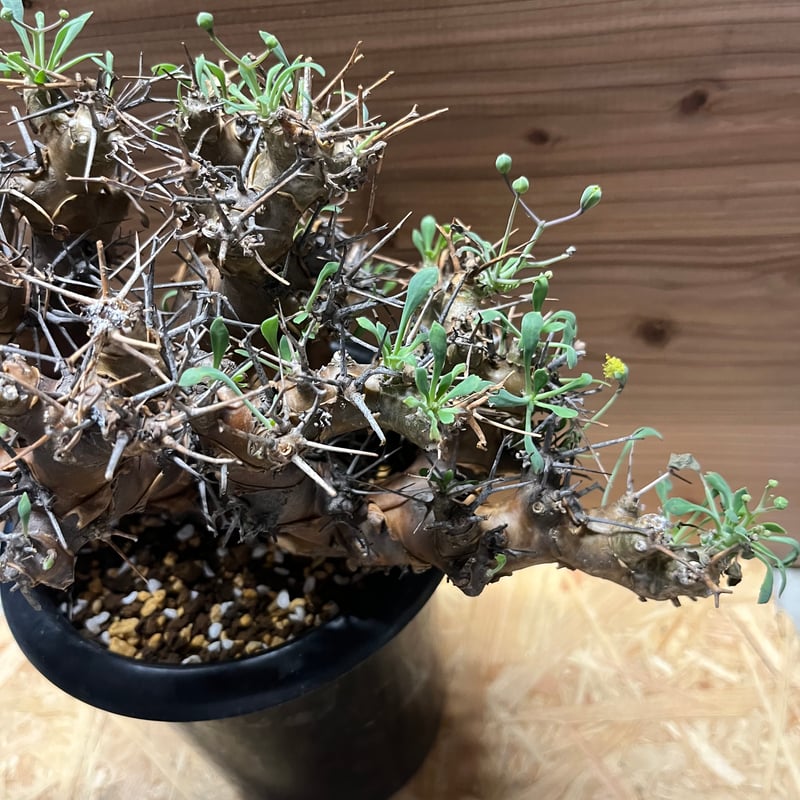 オトンナ ユーフォルビオイデス | GREEN LUCK