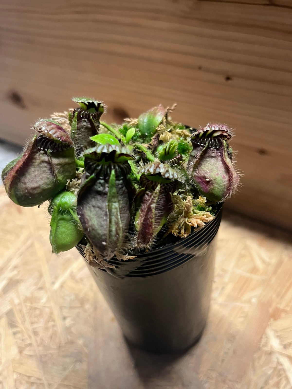 セファロタス フォリキュラリス | GREEN LUCK