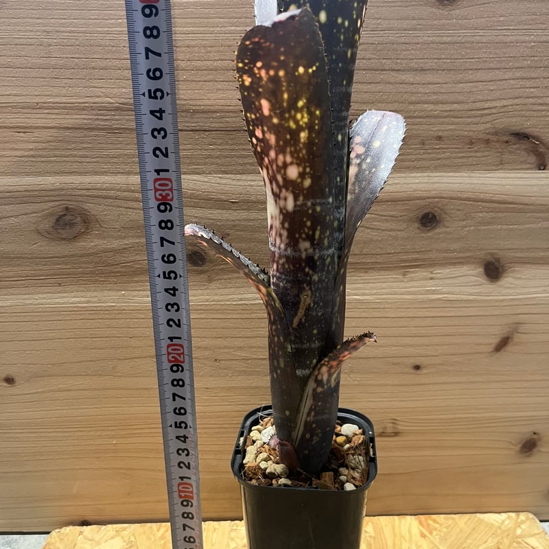 ビルベルギア ミッドナイトサン | GREEN LUCK