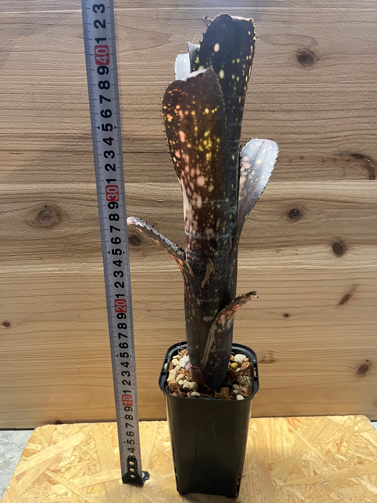 ビルベルギア ミッドナイトサン | GREEN LUCK