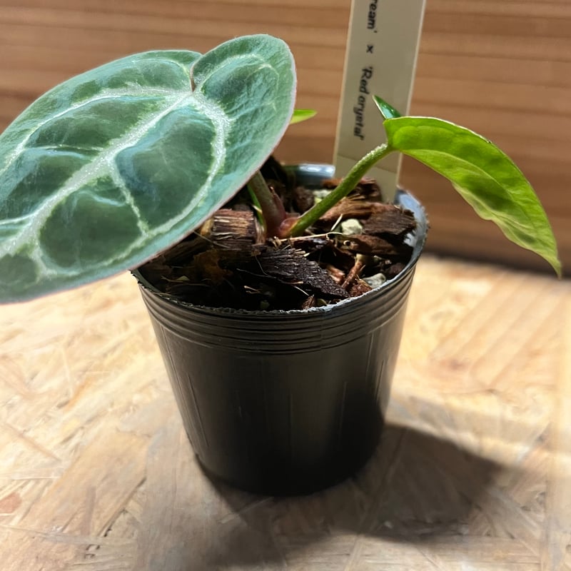 【草】希少アンスリウム　ドラヤキシルバー×エンジェルズドリーム アンスリウム ドラヤキシルバー×エンジェルズドリーム×レッド