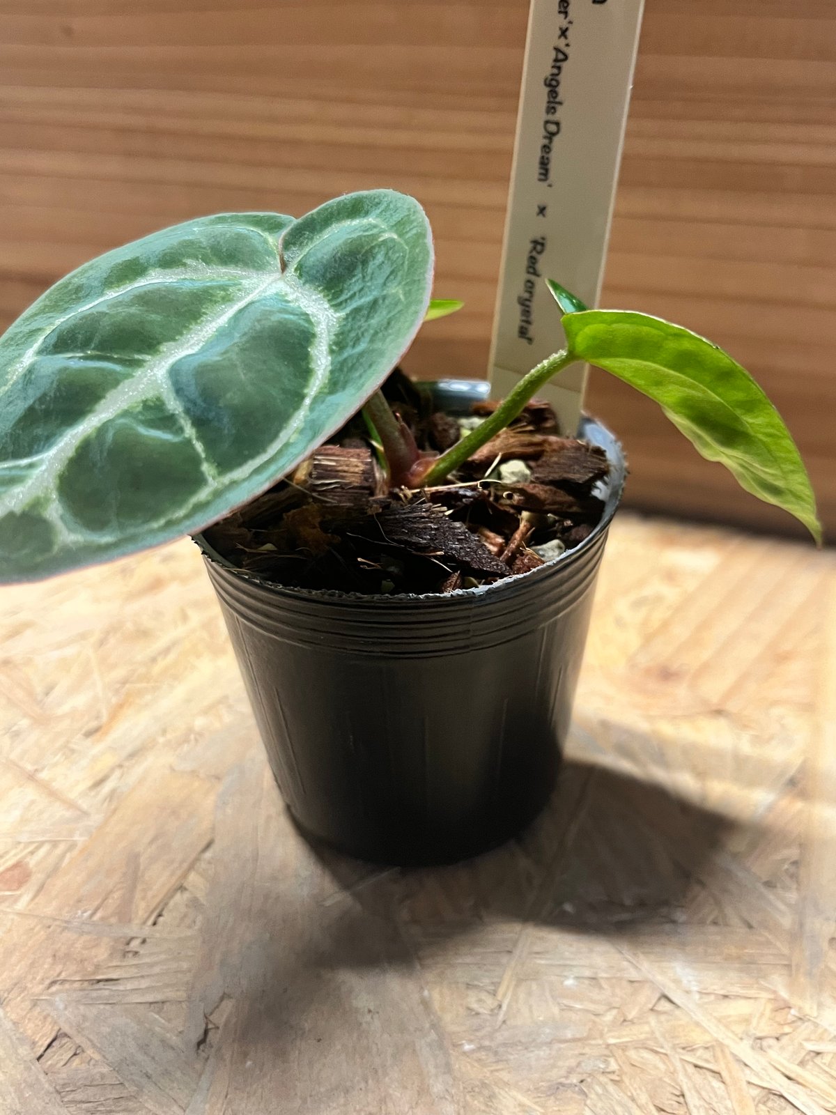 アンスリウム ドラヤキシルバー×エンジェルズドリーム×レッド