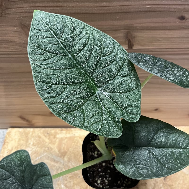 アロカシア メロ | GREEN LUCK