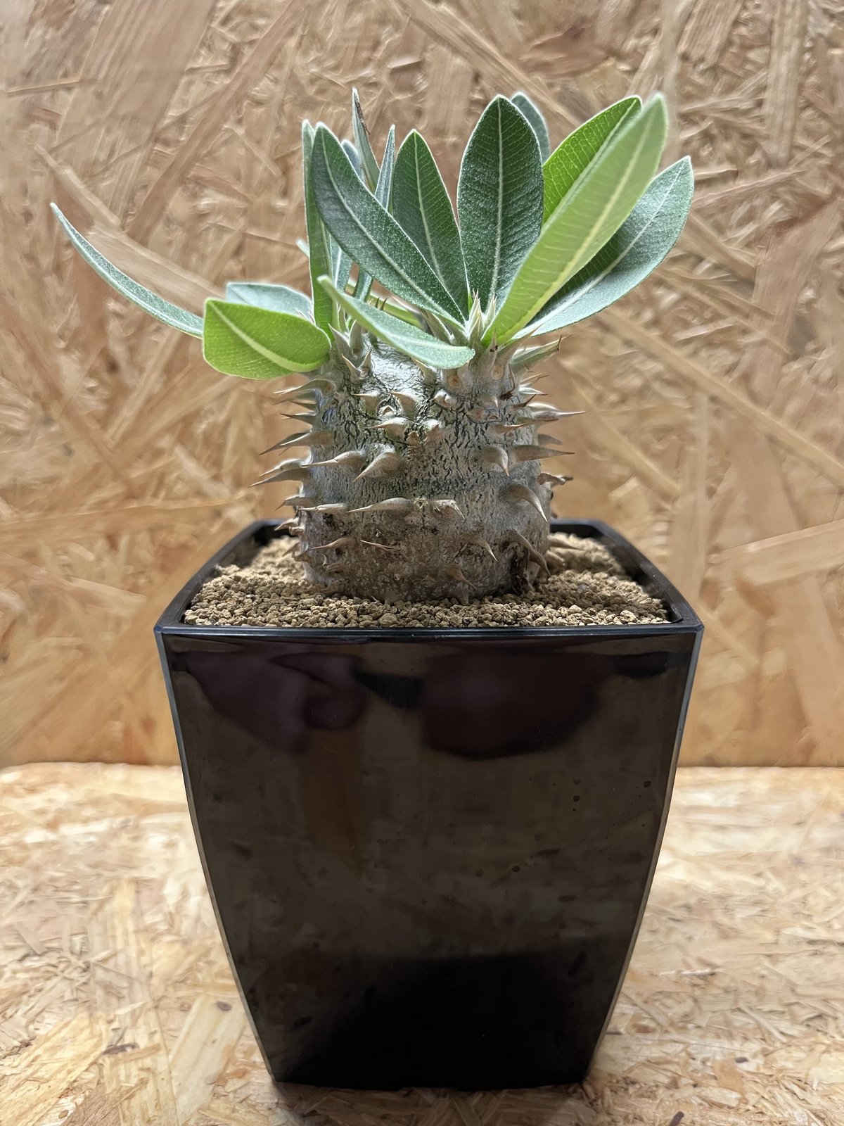 パキポディウム　恵比寿大黒 パキポディウム 恵比寿大黒 | GREEN LUCK