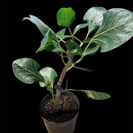 フィカス | STORES