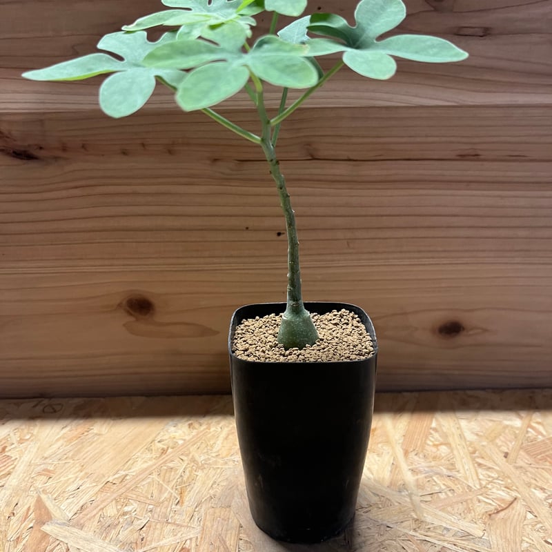 アデニア グラウカ | GREEN LUCK