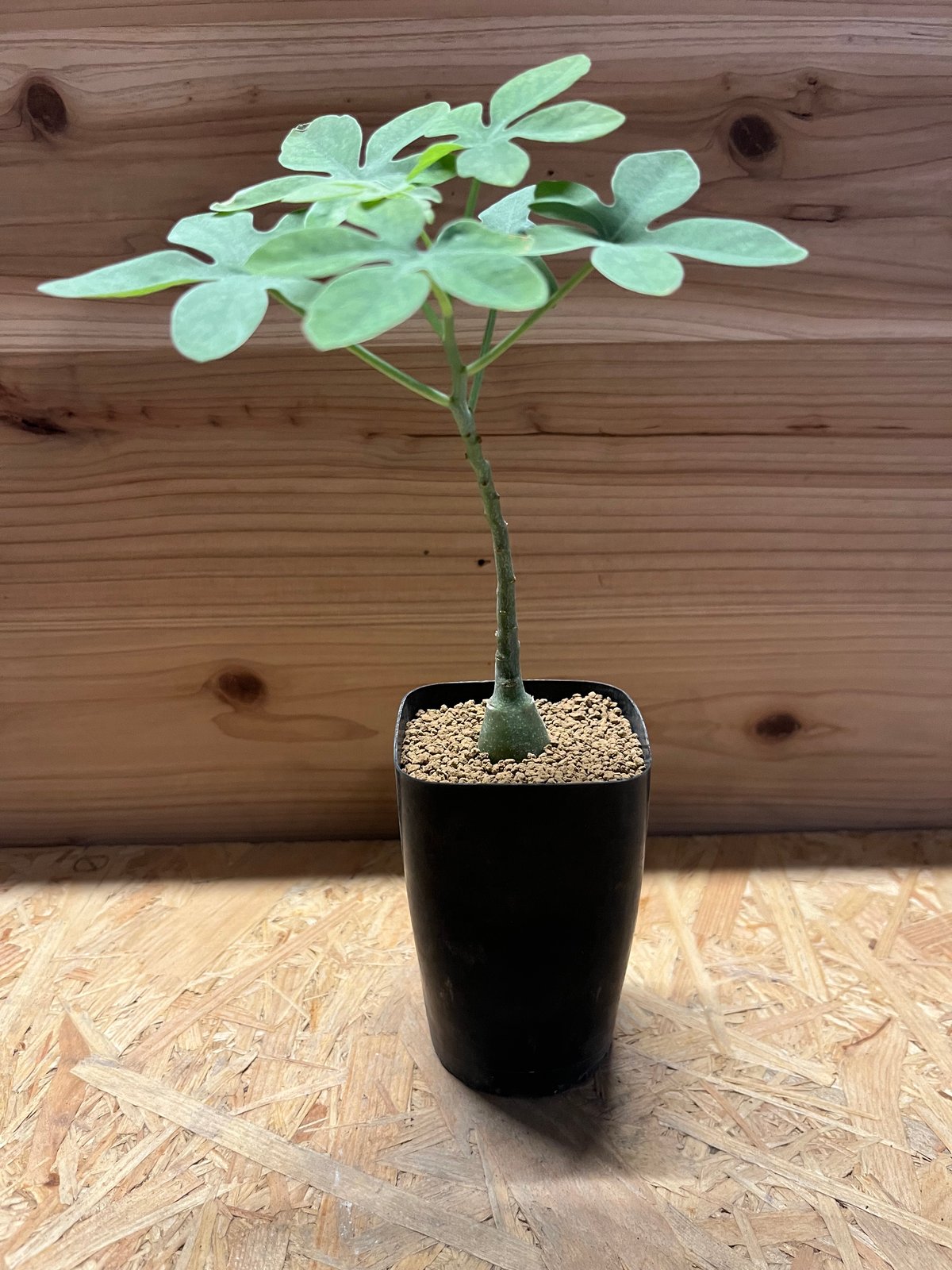 アデニア・グラウカ valiem 現地球 発根済 アデニア・グラウカ valiem