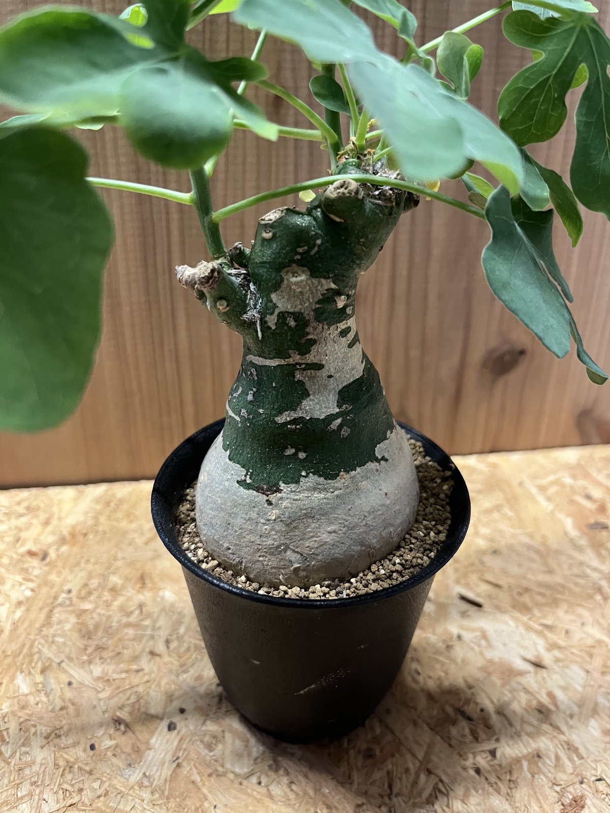 fit=scale-down,w=1200