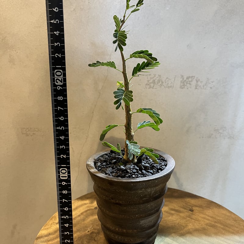 センナ メリディオナリス実生×土京鉢 | GREEN LUCK