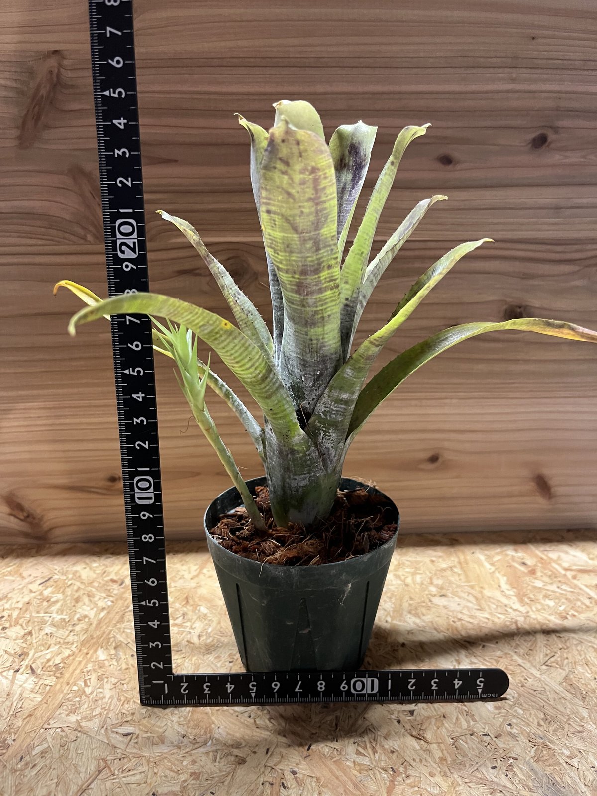 ネオレゲリア パウシフローラ スーパーホワイトクローン | GREEN LUCK ネオレゲリア パウシフローラ スーパーホワイトクローン | GREEN LUCK