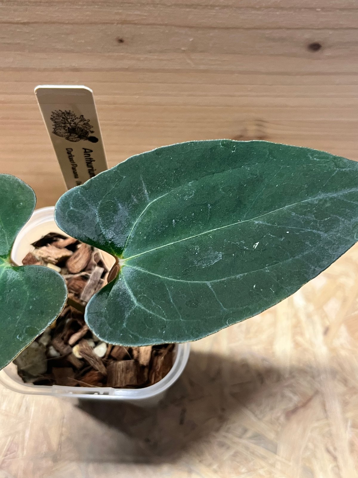 アンスリウム ダーケストパナマ×ソウルリーパー | GREEN LUCK