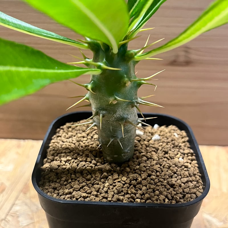 希少 パキポディウム アンボンゲンセ 観葉植物 パキポディウム アンボンゲンセ | GREEN LUCK