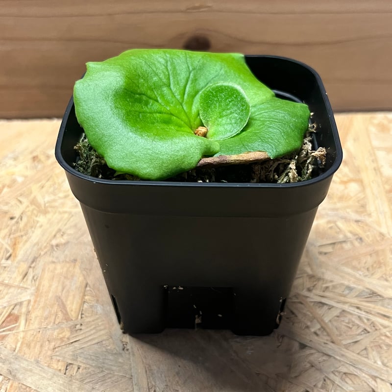 ビカクシダ コロナリウム | GREEN LUCK