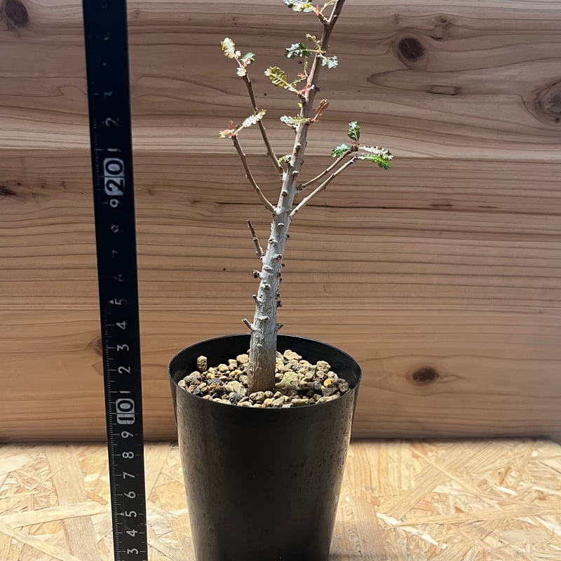 ボスウェリア ナナ | GREEN LUCK