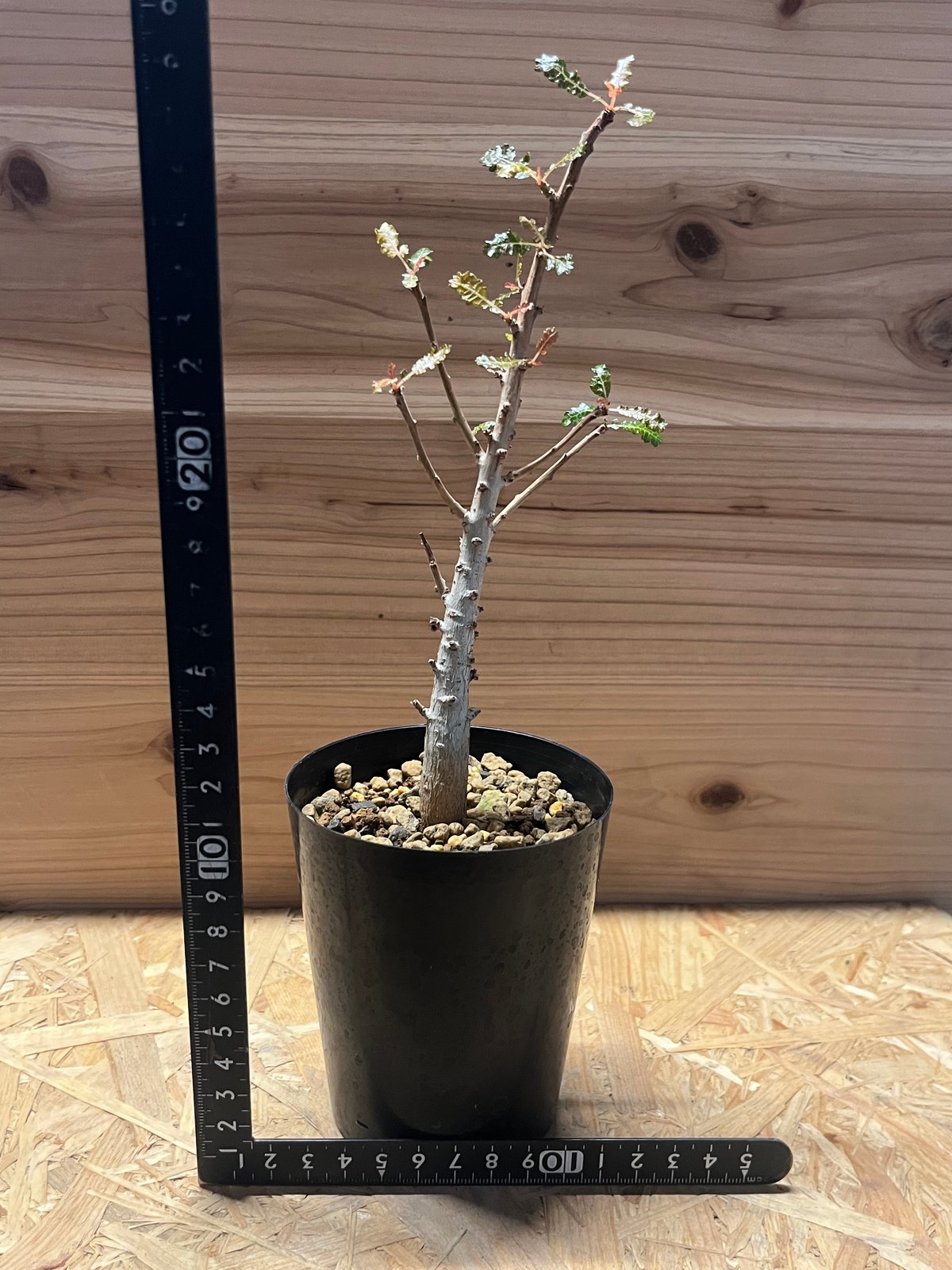 ボスウェリア　ポポビアナ ボスウェリア ポポビアナ ボスウェリア ポポビアーナ ポポビアナ