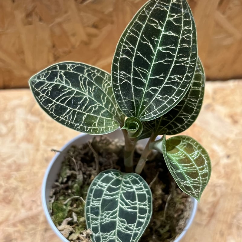 ジュエルオーキッド マコデスペトラ | GREEN LUCK