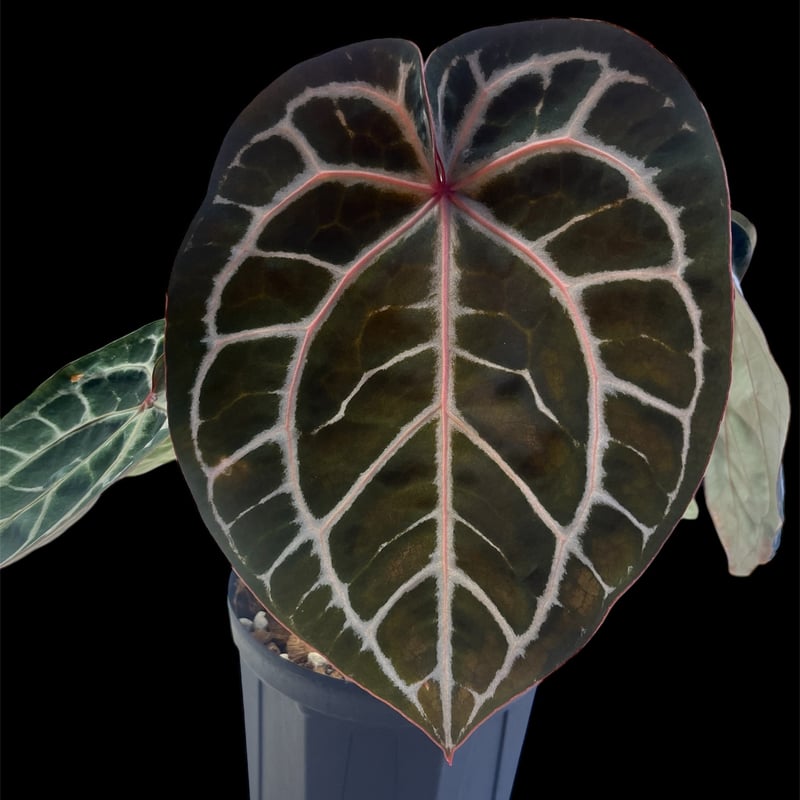 アンスリウム スカーレット | GREEN LUCK