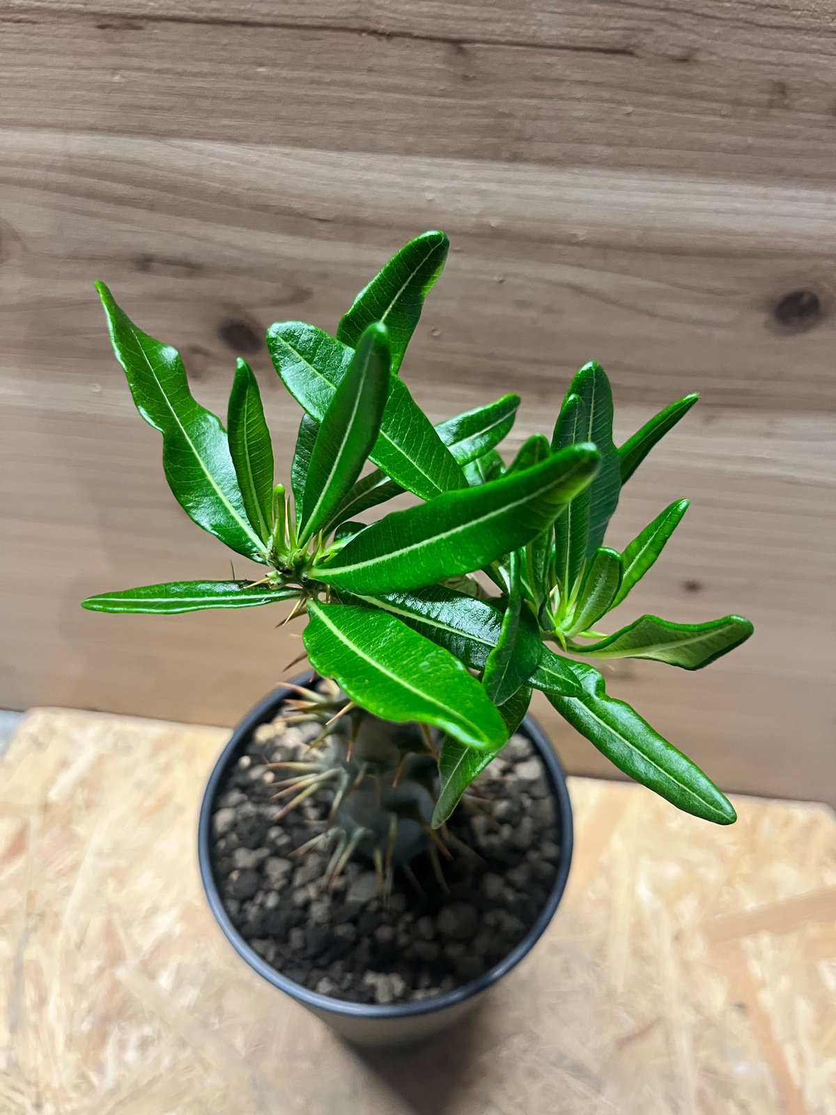 パキポディウム アンボンゲンセ | GREEN LUCK