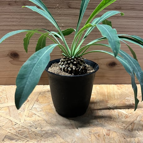オベサ鉄甲 ユーフォルビア オベサ×鉄甲丸 Euphorbia obesa×bupleurifolia |