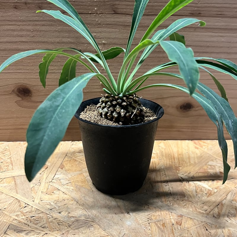 ユーフォルビア　鉄甲丸　超偏平　大株 （鉢付き） ユーフォルビア 鉄甲丸 超偏平 大株 （鉢付き） ユーフォルビア