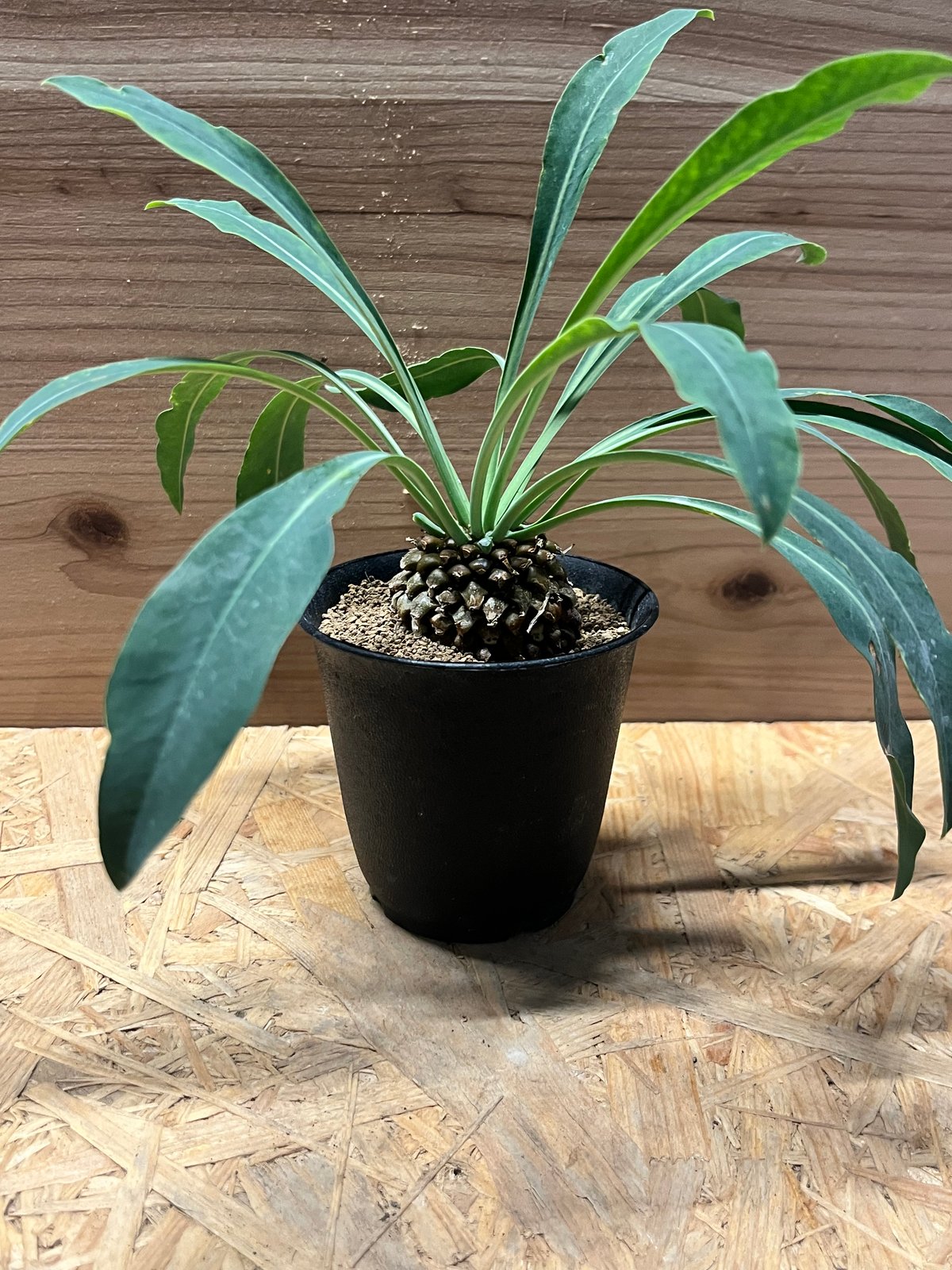 ユーフォルビア ブプレウリフォリア 鉄甲丸 | GREEN LUCK