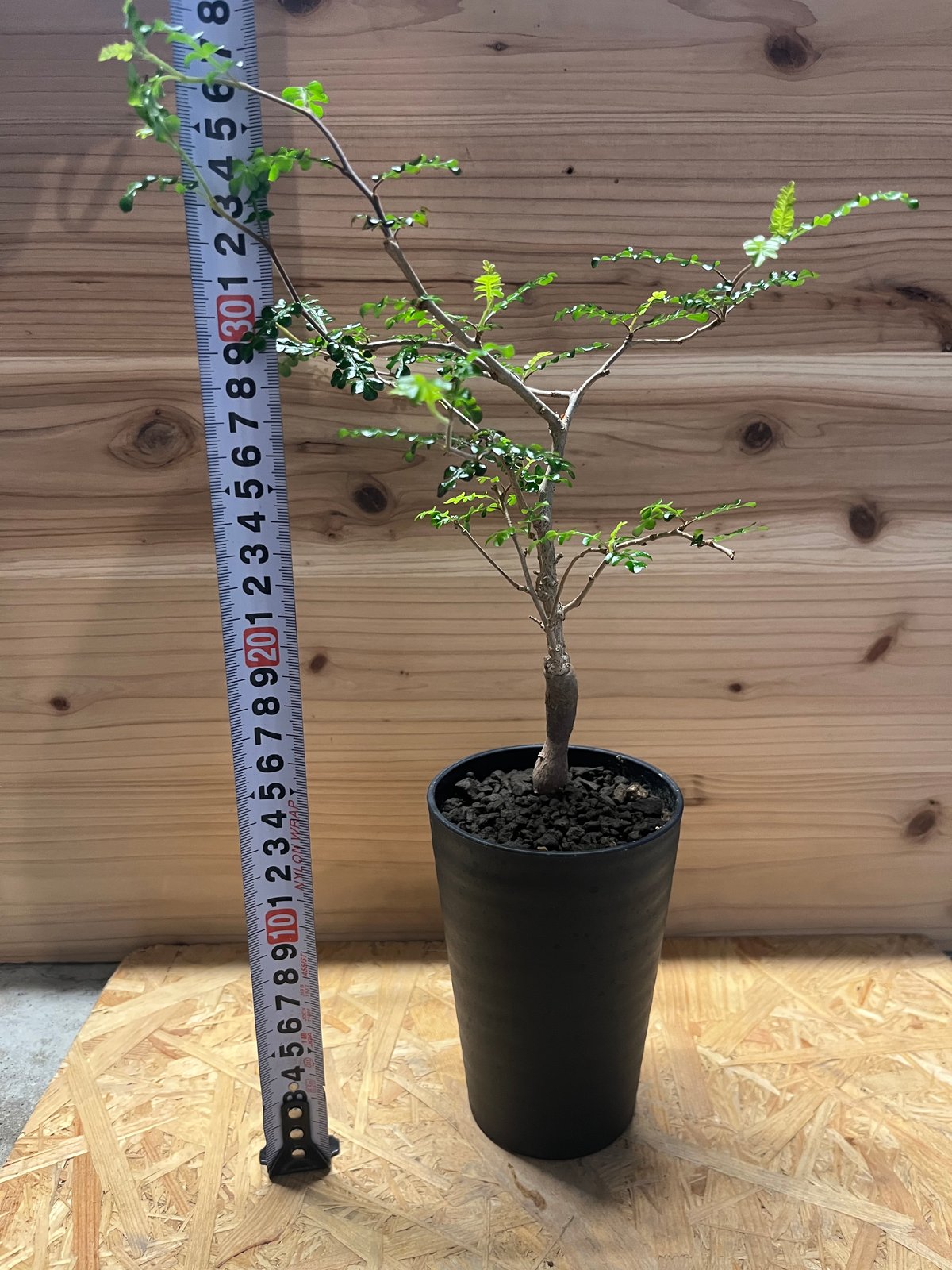 オペルクリカリア デカリー | GREEN LUCK