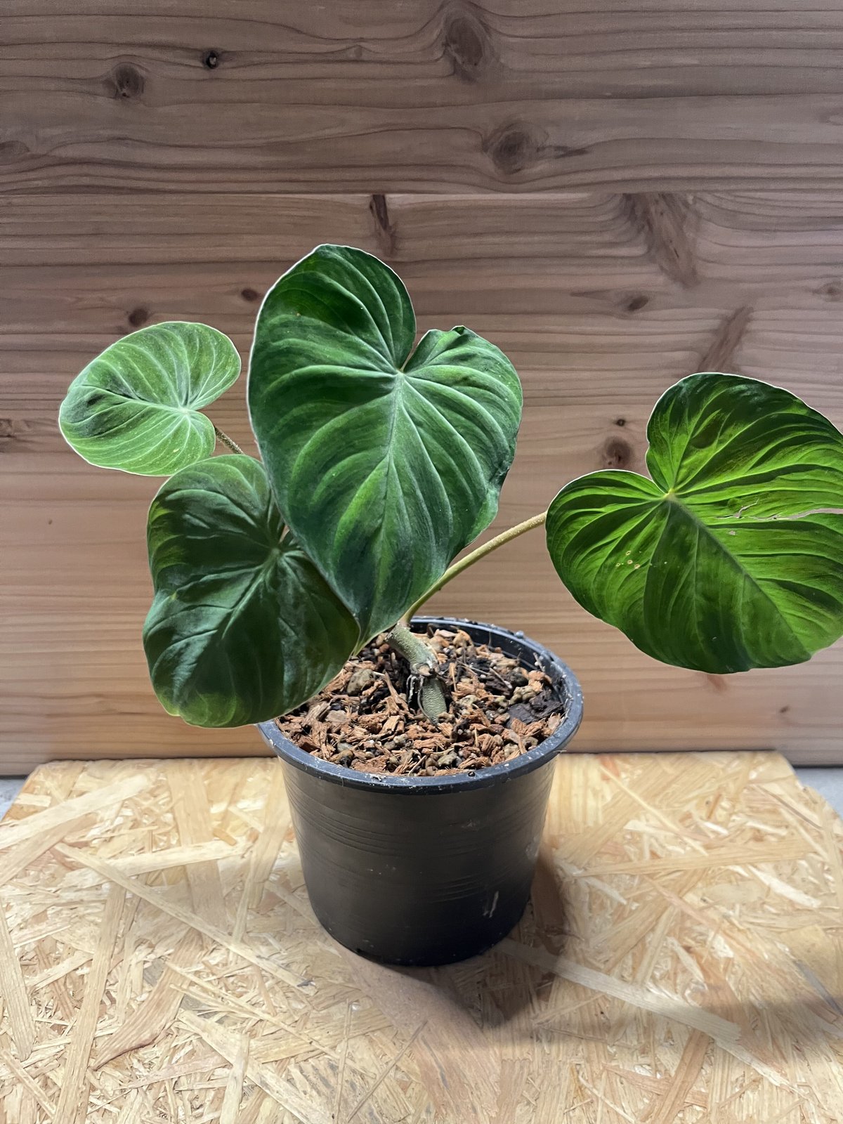 フィロデンドロン ベルコーサム コスタリカ | GREEN LUCK